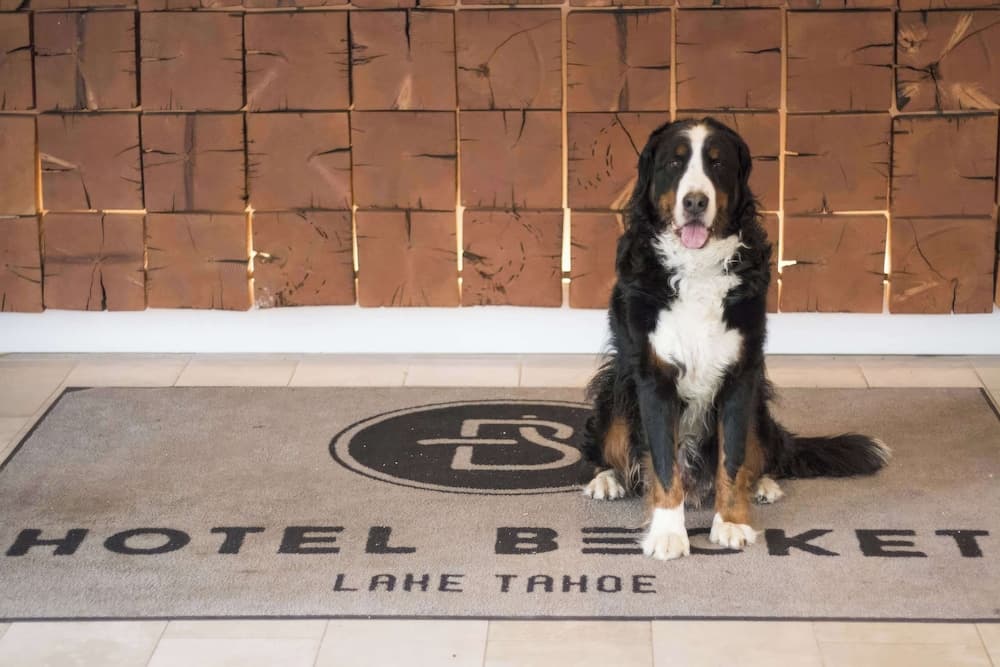 Pet-friendly