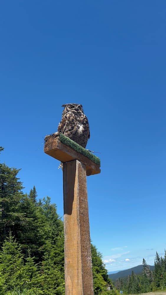 Game viewing
