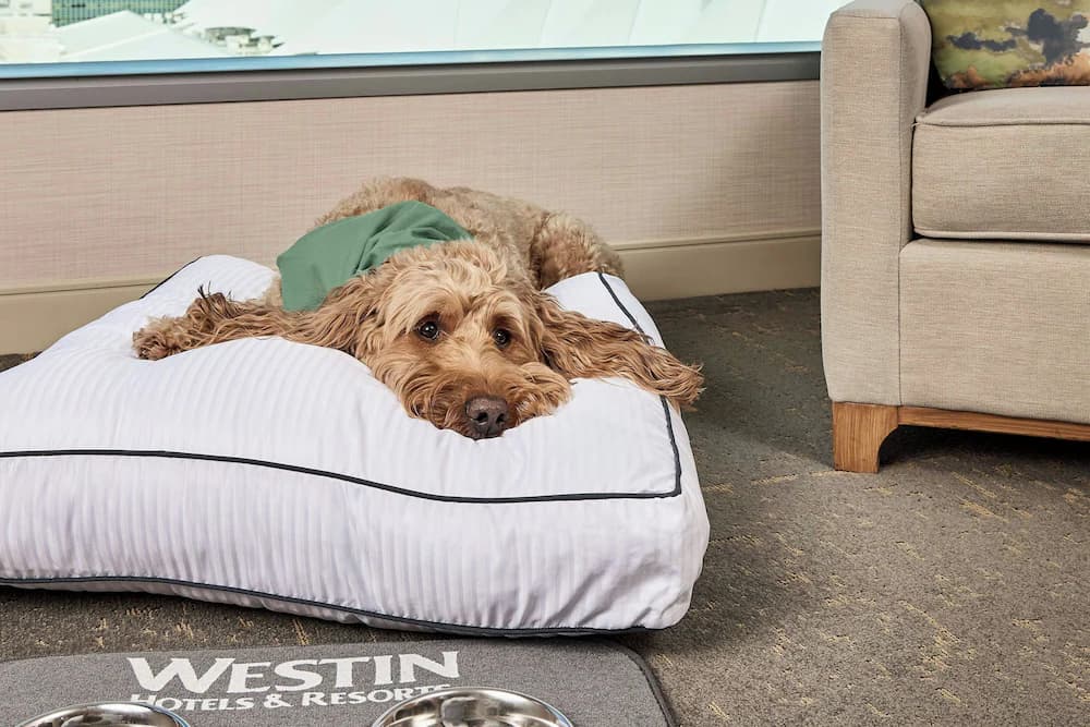 Pet-friendly