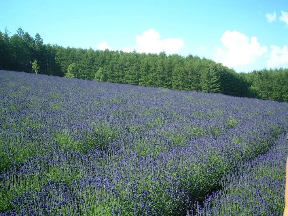 Land view from property