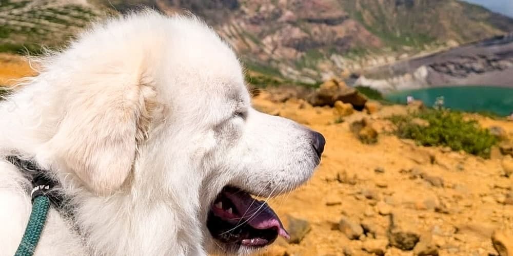 Pet-friendly