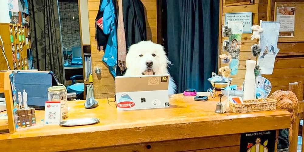 Pet-friendly