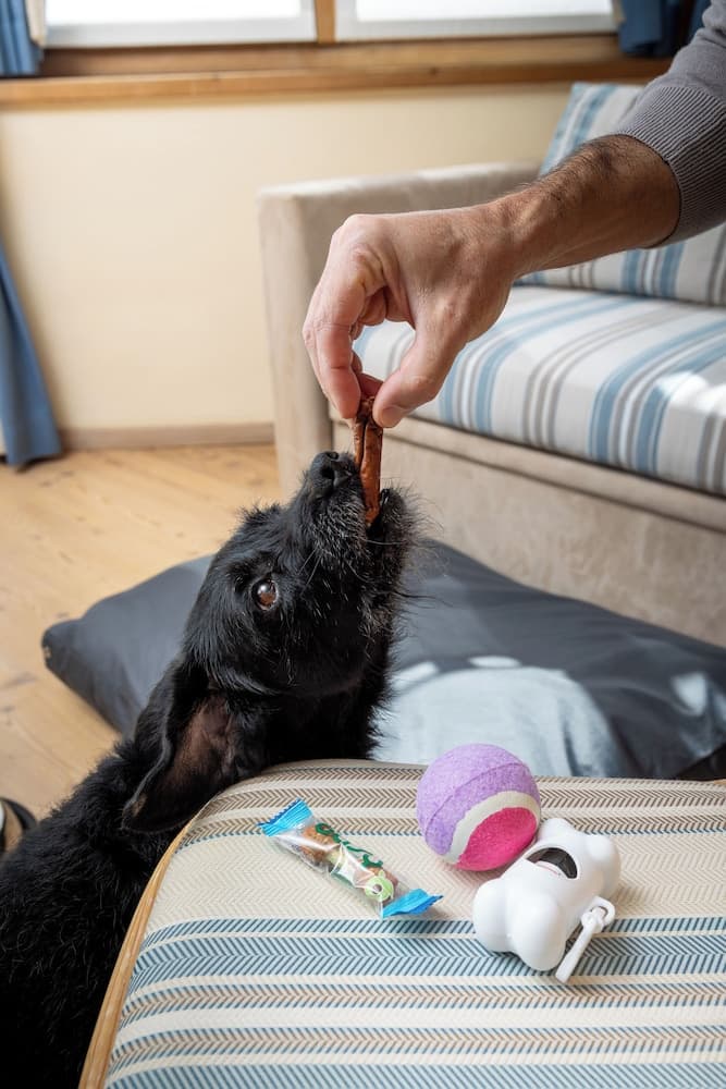 Pet-friendly