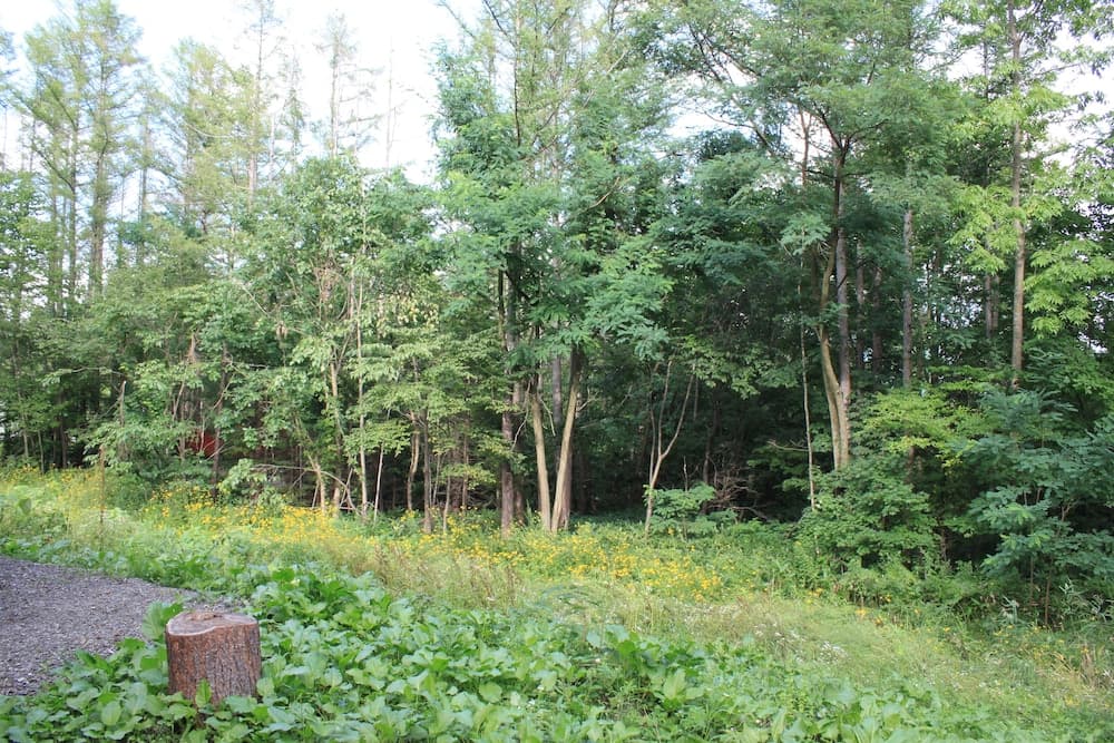 View from property