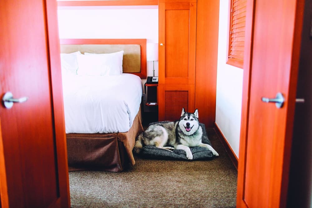 Pet-friendly