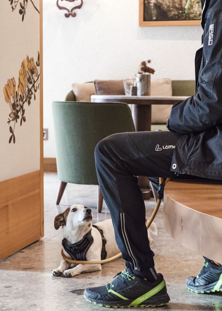 Pet-friendly