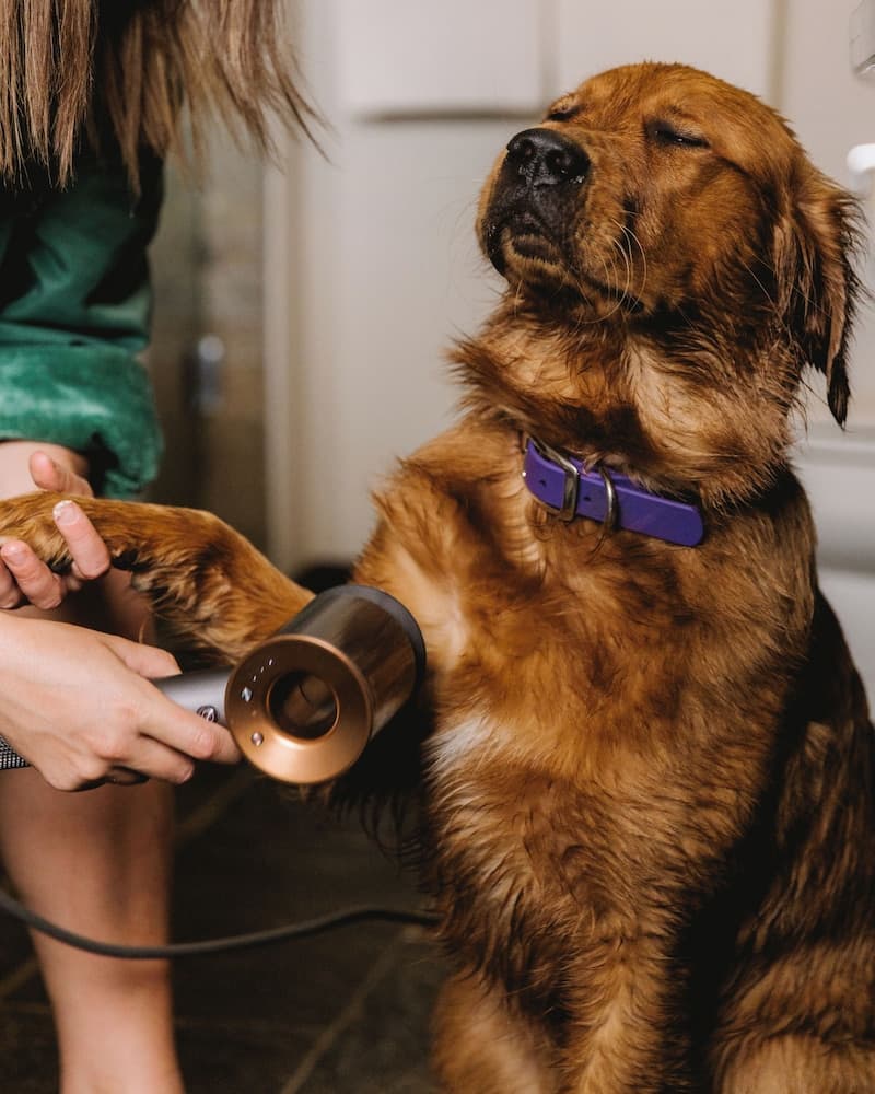Pet-friendly
