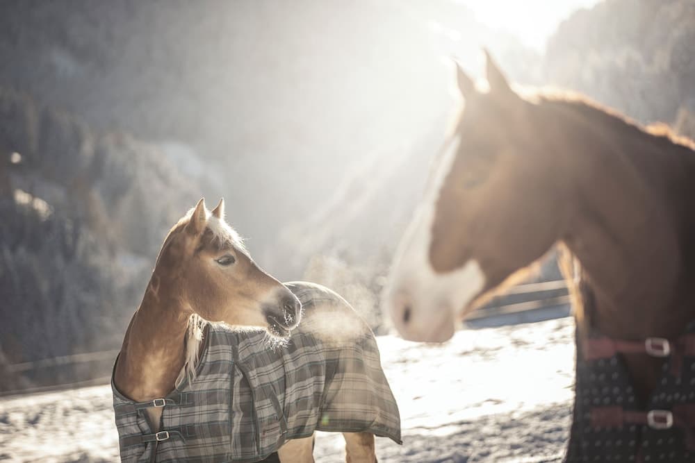 Horseback riding