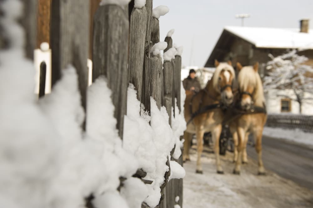 Horseback riding