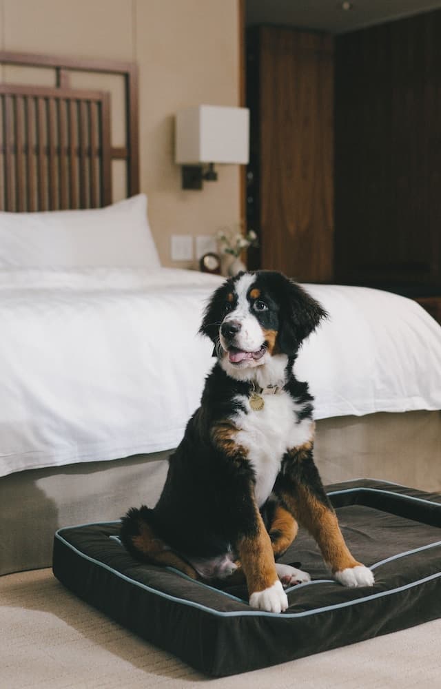 Pet-friendly