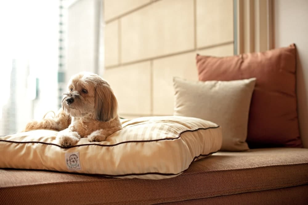 Pet-friendly
