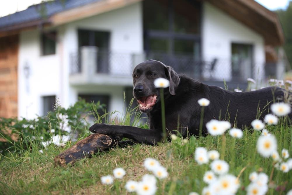 Pet-friendly