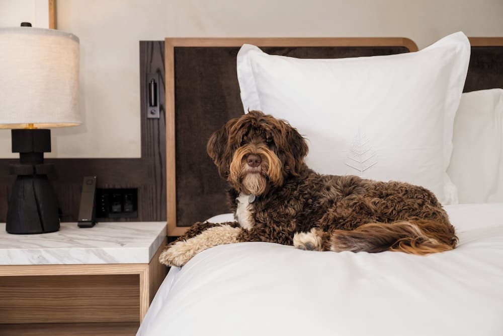 Pet-friendly