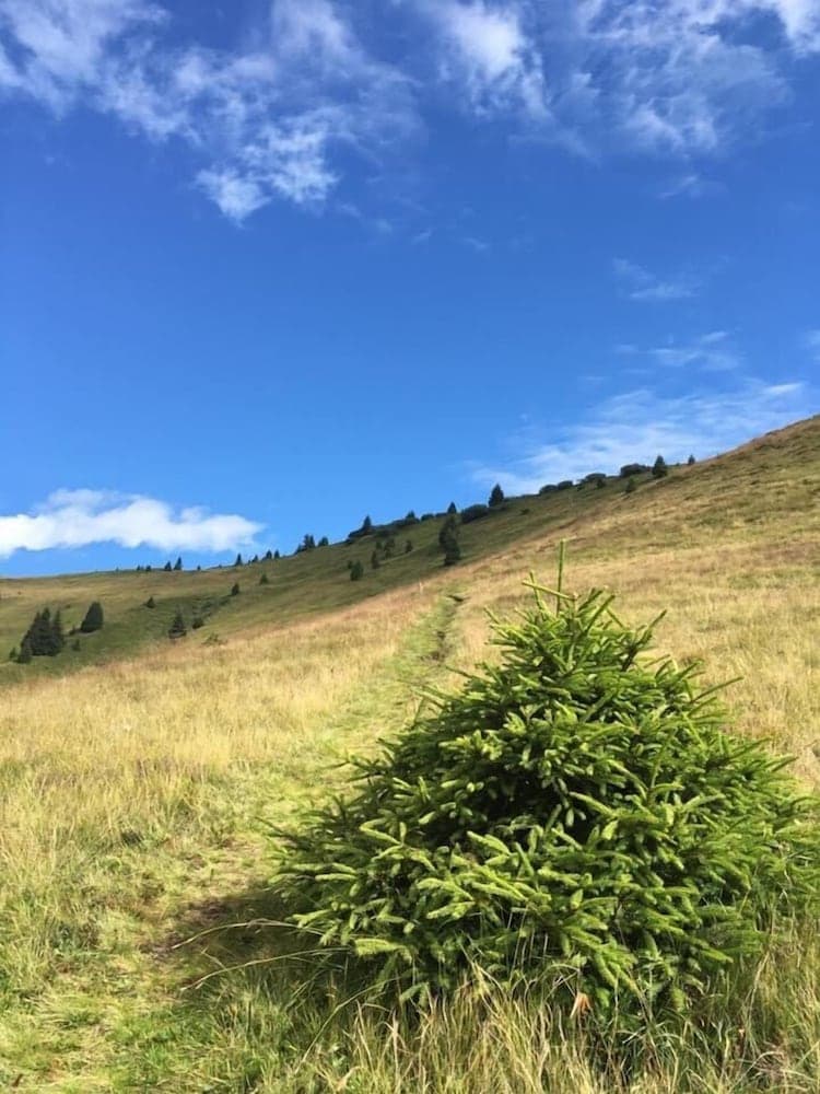 Hiking