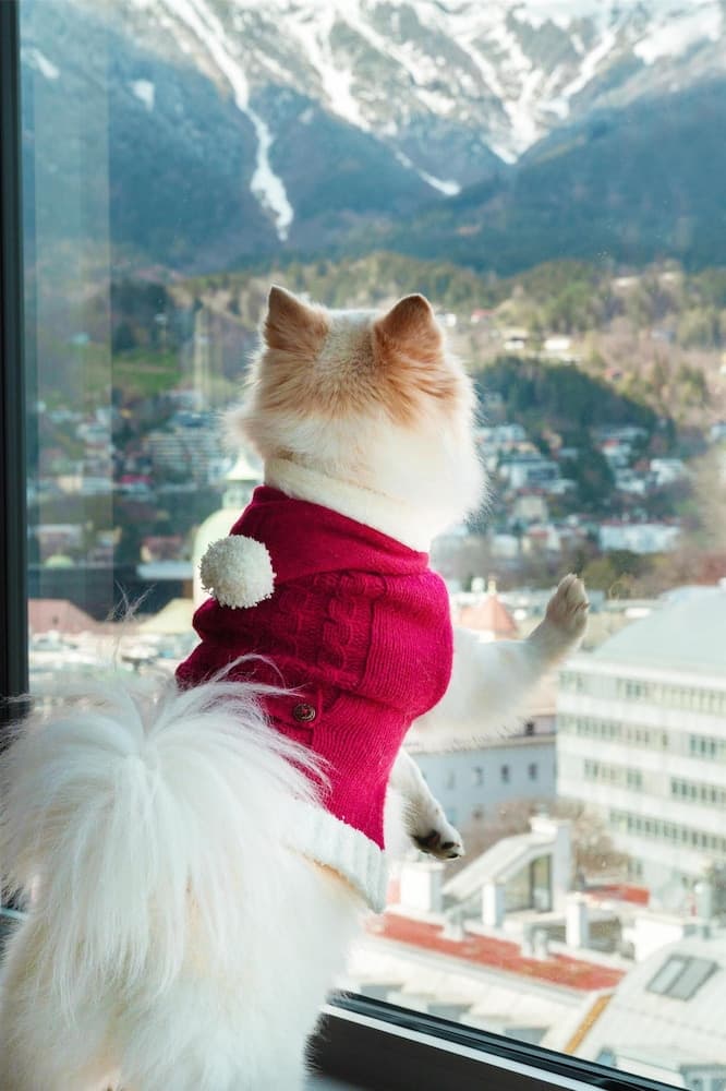 Pet-friendly