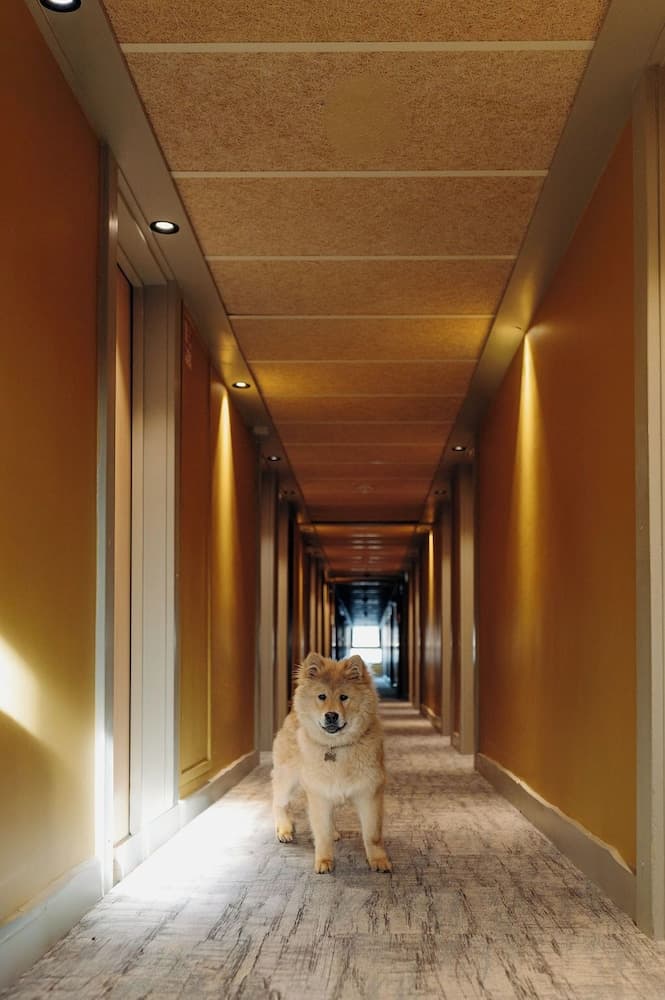 Pet-friendly