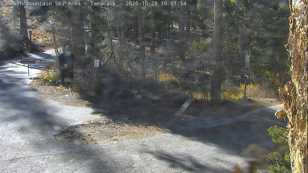 Mammoth - Tamarack
